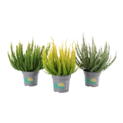Ljung Calluna Skyline 11cm.