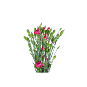Elegancenejlika i bunt Varierande färger 1-p Blomsterboda.
