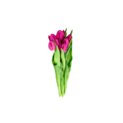 Tulpaner 7-p Varierande färger från Blomsterboda.