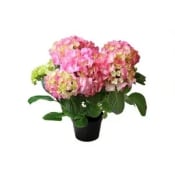Hortensia.
