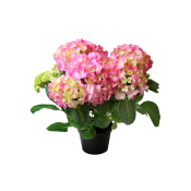 Hortensia 3-4 Klas.