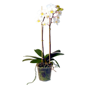 Orkidé Phalaenopsis 2-stänglad 1-p.