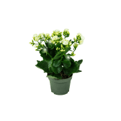 Kalanchoe varierande färger.