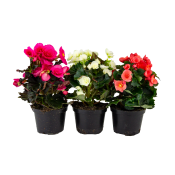 Begonia.