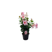 Bägarranka spalje.