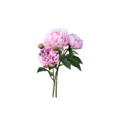 Pion i bunt 70cm rosa Blomsterboda.