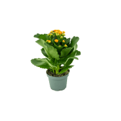 Kalanchoe Gula.