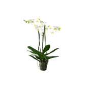 Phalaenopsis 2 stänglad varierande färger.