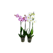 Phalaenopsis 2 stänglad varierande färger.