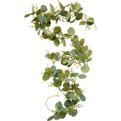 Grangirlang Eukalypyus 190cm ICA.