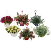 Sommarampel varierande sorter och färger 20cm kruka Höjd 45cm.