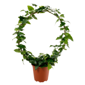 Murgröna båge 17cm kruka Höjd 60cm.