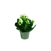 Kalanchoe.