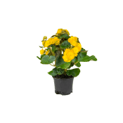 Påskbegonia.