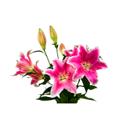 Lilja Oriental rosa.
