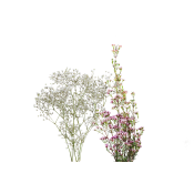 Blommande i bunt att kombinera med tulpaner & rosor 1-p Blomsterboda.