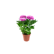 Decochryss Lila.