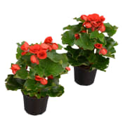 Begonia 12cm kruka Höjd 30cm röd.