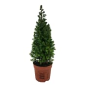 Julträd special 9cm kruka Höjd 30cm.