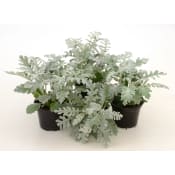 Silverek 12cm.