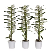 Dendrobium orkidé 12cm kruka vit.