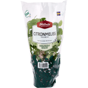 Citronmeliss Kruka KRAV Hällnäs Handelsträdgård.
