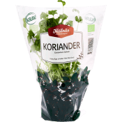 Koriander Kruka KRAV Hällnäs Handelsträdgård.