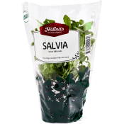 Salvia Kruka KRAV Hällnäs Handelsträdgård.
