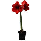 Amaryllis Stor Röd & vit Rydells.