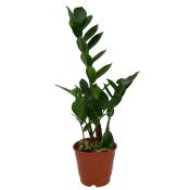 Smaragdblomma.