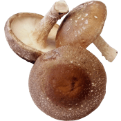 Svamp Shiitake Eko ca 20g Klass 1.