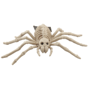 Skelett Spindel.