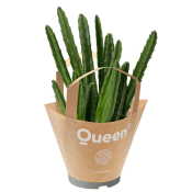 succulentmix papperspåsar.