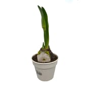 Amaryllis Alfresco 2-stänglar 11,5cm kruka vit.