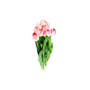 Tulpaner 10-p Varierande färger från Blomsterboda.