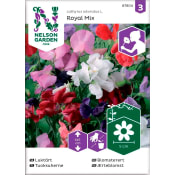 Luktärt Royal Blandade färger 1-p Nelson Garden.