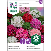 Nejlika Borst 1-p Nelson Garden.