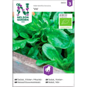 Sallat Maché Vinter Vit Organic 1-p Nelson Garden.