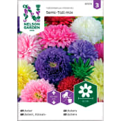 Aster Dubbel Blandade färger 1-p Nelson Garden.
