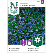 Lobelia Kant Emperor William 1-p Nelson Garden.