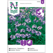 Nattviol Trädgårds Violett 1-p Nelson Garden.