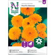 Ringblomma Pacifi 1-p Nelson Garden.