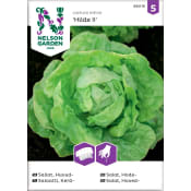 Sallathuvud Hilde 2 Såband 1-p Nelson Garden.