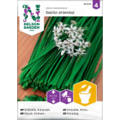 Gräslök Kinesisk Garlic oriental 1-p Nelson Garden.