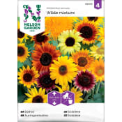 Solros Blandade sorter 1-p Nelson Garden.