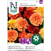 Tagetes Sammets Strawberry Blonde 1-p Nelson Garden.