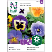 Pensé Florist strain 1-p Nelson Garden.