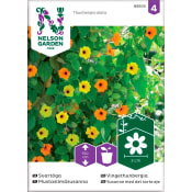 Svartöga Blandade färger 1-p Nelson Garden.