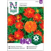 Tagetes Sammets Carmen 1-p Nelson Garden.