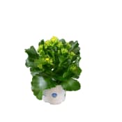 Kalanchoe dubbelblommande 11cm Höjd 27cm varierande färger.
